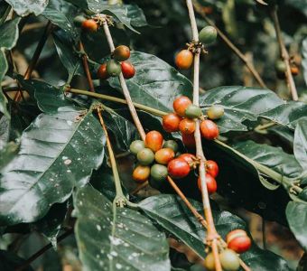 Raw coffee fruit
